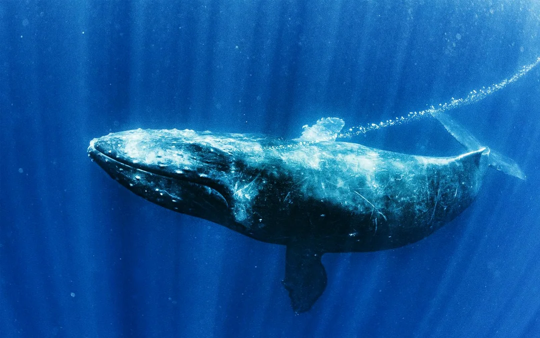 Premium Whale Watching Cruise by SeaWorld Image 5