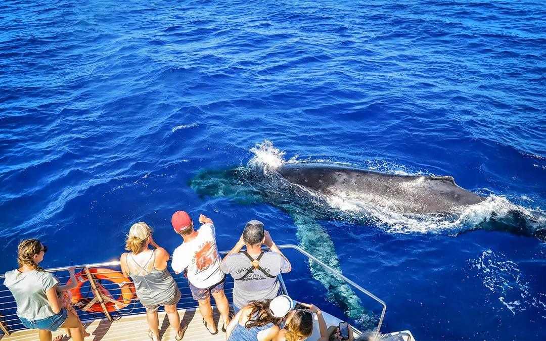 Premium Whale Watching Cruise from Ka’anapali Beach with Open Bar and Snacks Image 1