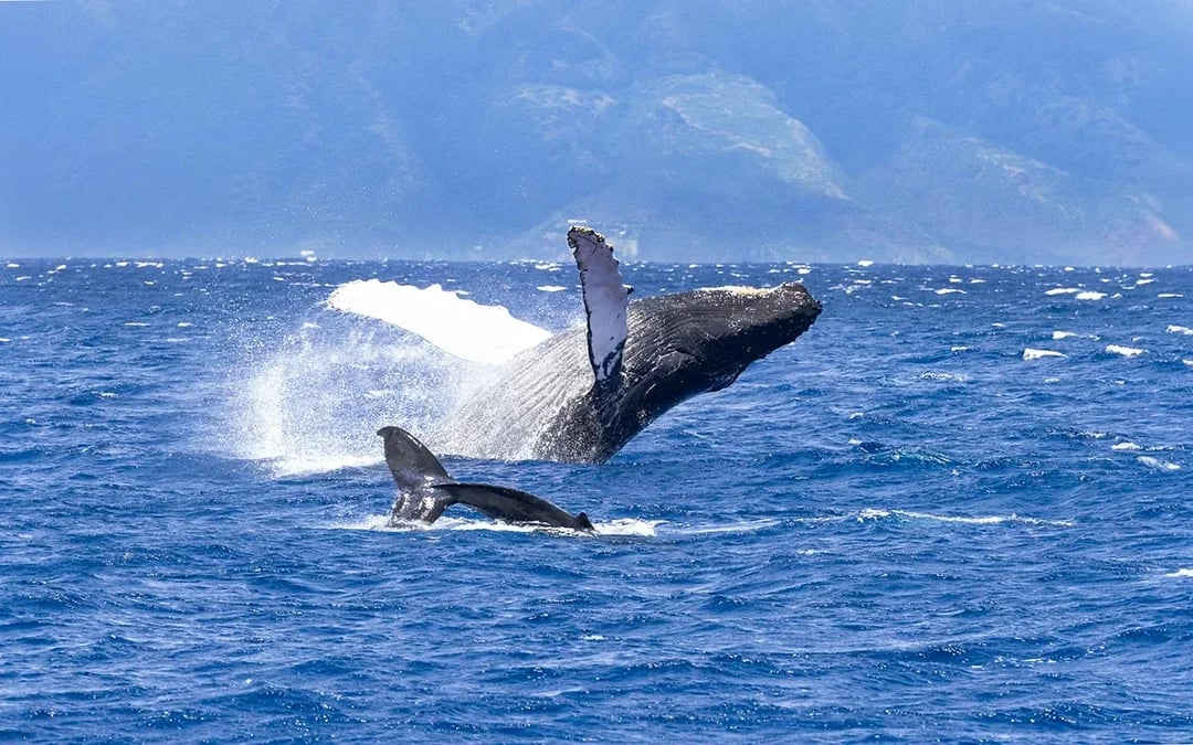 Premium Whale Watching Cruise from Ka’anapali Beach with Open Bar and Snacks Image 7