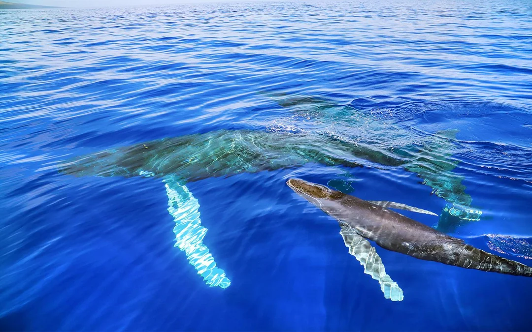 Premium Whale Watching Cruise from Ka’anapali Beach with Open Bar and Snacks Image 8