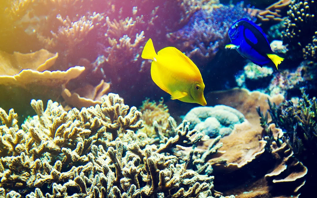 Private Bali Snorkeling Blue Lagoon & Tanjung Jepun Image 2