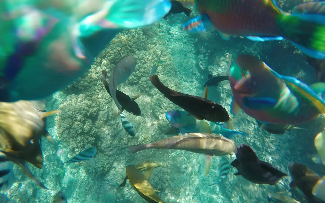 Private Bali Snorkeling Blue Lagoon & Tanjung Jepun Image 5