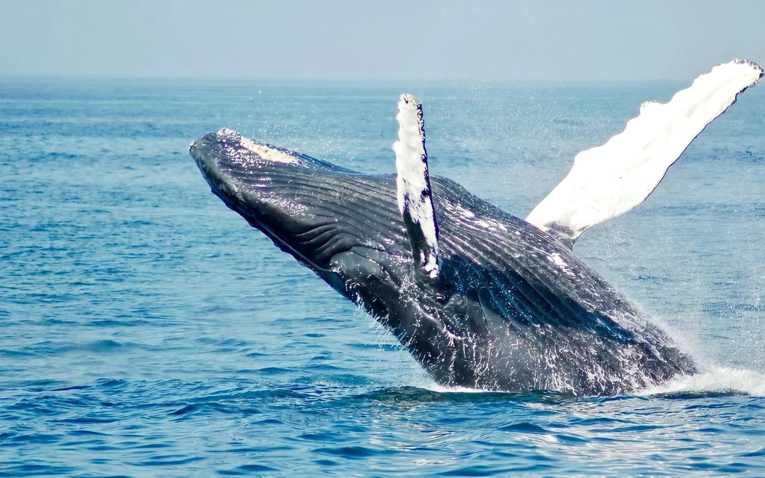 Private boat tour with Whale & Dolphin sightings & BBQ lunch Image 1