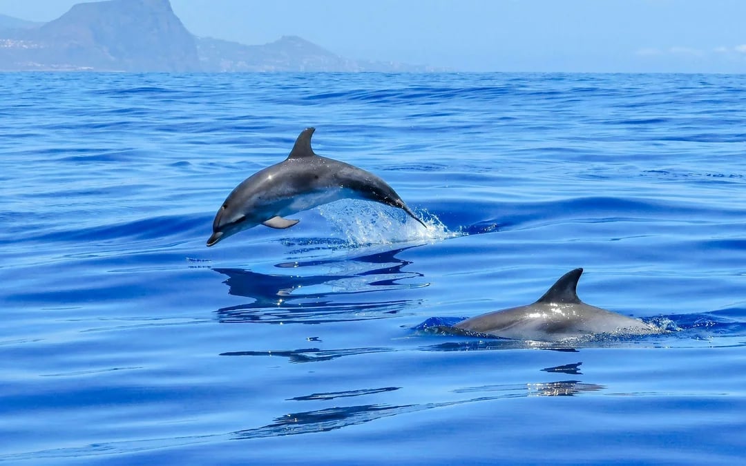 Private boat tour with Whale & Dolphin sightings & BBQ lunch Image 3