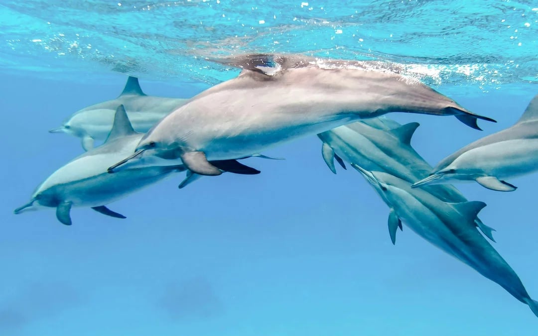 Private boat tour with Whale & Dolphin sightings & BBQ lunch Image 6