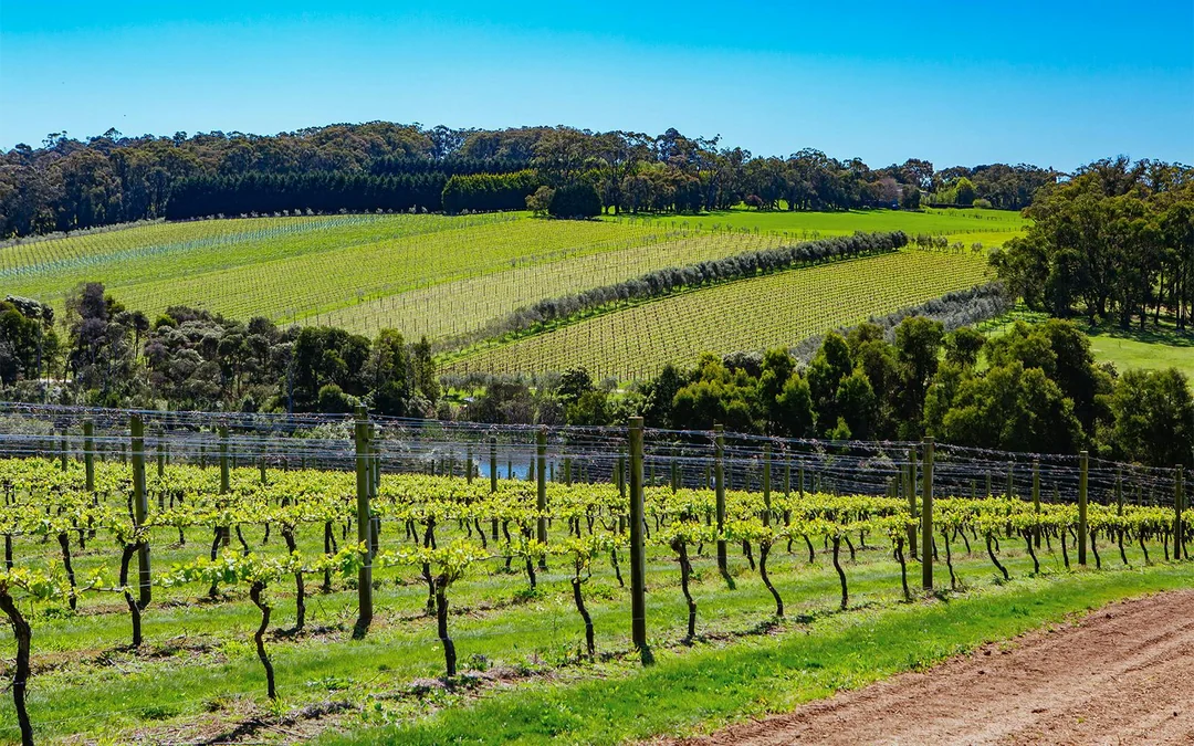 Private Car Tour of Mornington Wineries/Breweries/Eateries from Melbourne Image 2