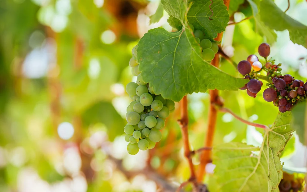 Private Car Tour of Mornington Wineries/Breweries/Eateries from Melbourne Image 3