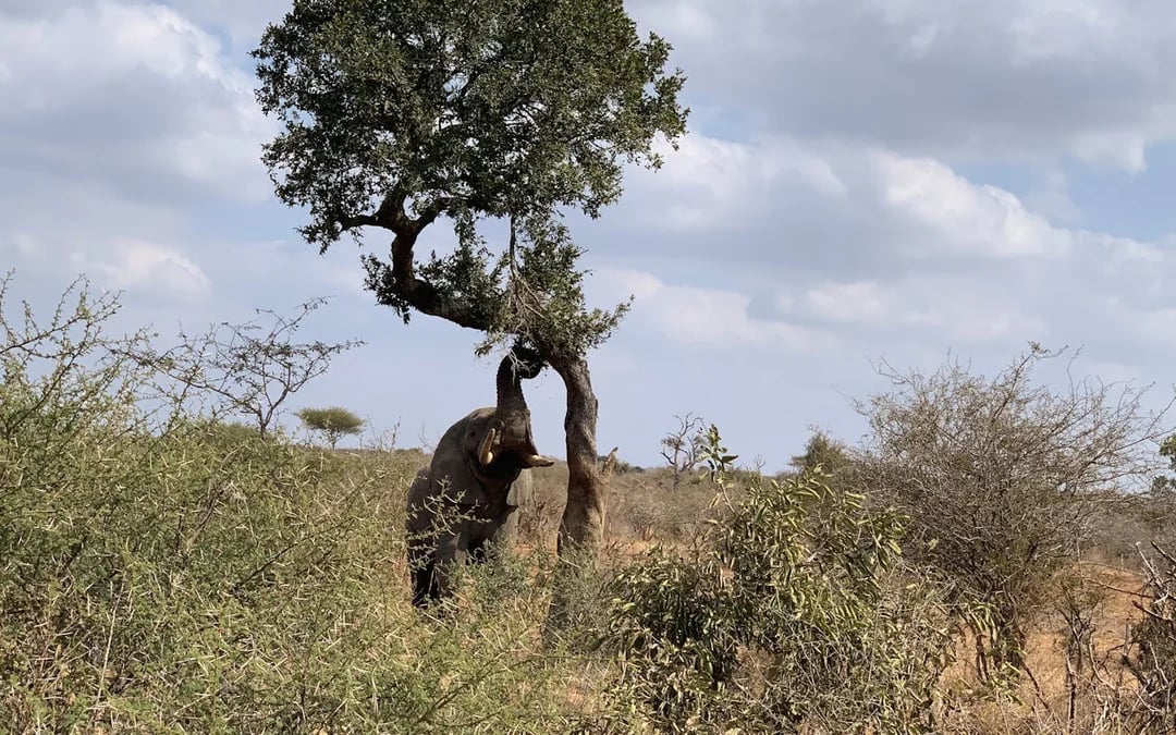 Private Full-Day 4x4 Open Vehicle Safari with Guide in Kruger National Park Image 3