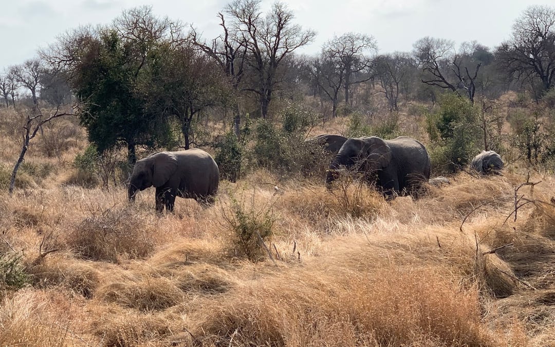 Private Full-Day 4x4 Open Vehicle Safari with Guide in Kruger National Park Image 4