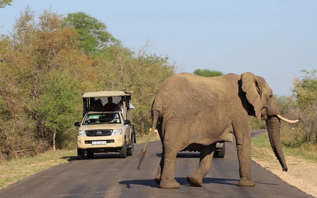 Private Full-Day 4x4 Open Vehicle Safari with Guide in Kruger National Park Image 5