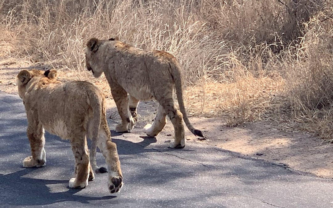 Private Full-Day 4x4 Open Vehicle Safari with Guide in Kruger National Park Image 7