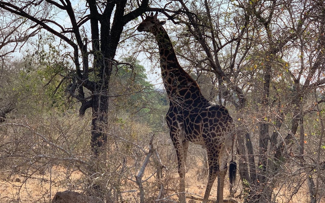 Private Full-Day 4x4 Open Vehicle Safari with Guide in Kruger National Park Image 8