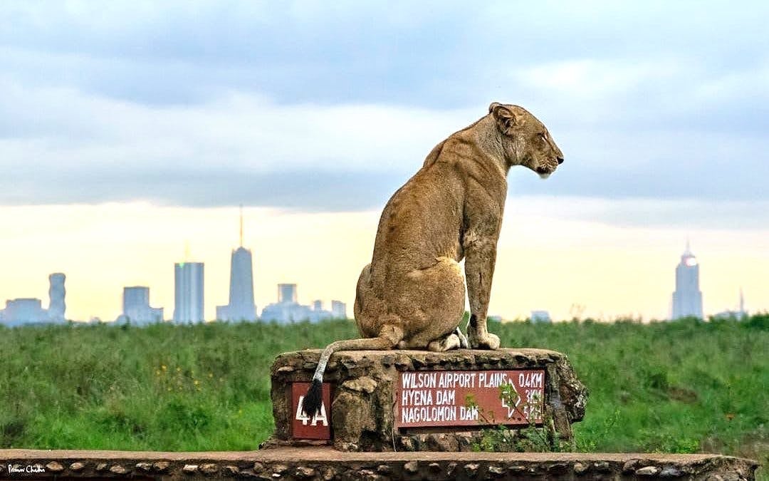 Private Half-Day Nairobi National Park Game Drive Safari with Hotel Transfers Image 2
