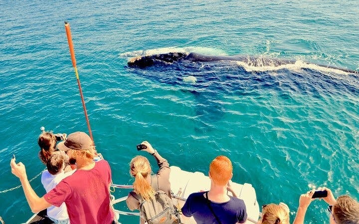 Private Hermanus Whale Watching Boat Tour and Hemel-en-Aarde Wine Tasting Day Trip from Cape Town Image 1