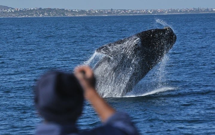 Private Hermanus Whale Watching Boat Tour and Hemel-en-Aarde Wine Tasting Day Trip from Cape Town Image 2