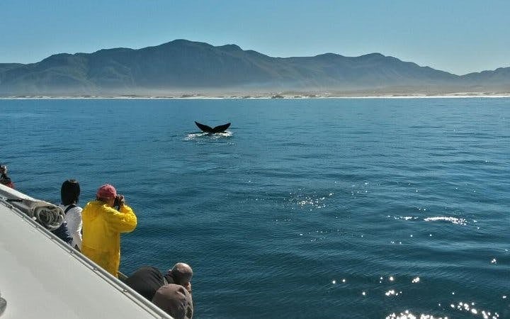 Private Hermanus Whale Watching Boat Tour and Hemel-en-Aarde Wine Tasting Day Trip from Cape Town Image 3