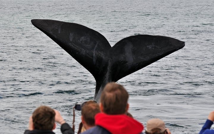 Private Hermanus Whale Watching Boat Tour and Hemel-en-Aarde Wine Tasting Day Trip from Cape Town Image 4