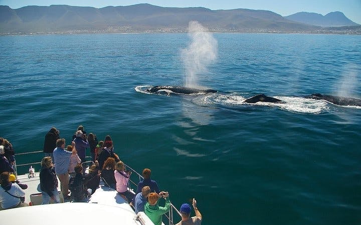 Private Hermanus Whale Watching Boat Tour and Hemel-en-Aarde Wine Tasting Day Trip from Cape Town Image 5