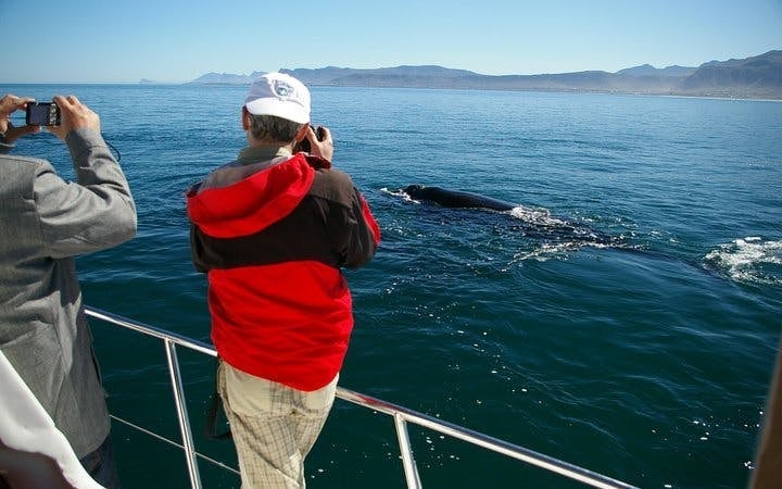 Private Hermanus Whale Watching Boat Tour and Hemel-en-Aarde Wine Tasting Day Trip from Cape Town Image 6