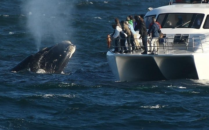 Private Hermanus Whale Watching Boat Tour and Hemel-en-Aarde Wine Tasting Day Trip from Cape Town Image 7