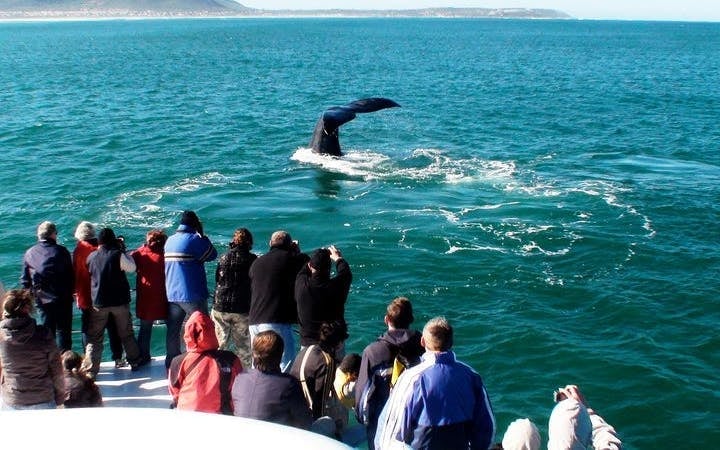 Private Hermanus Whale Watching Boat Tour and Hemel-en-Aarde Wine Tasting Day Trip from Cape Town Image 8