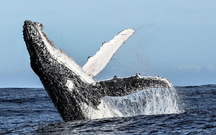 Private Hermanus Whale Watching Boat Tour and Hemel-en-Aarde Wine Tasting Day Trip from Cape Town Image 9
