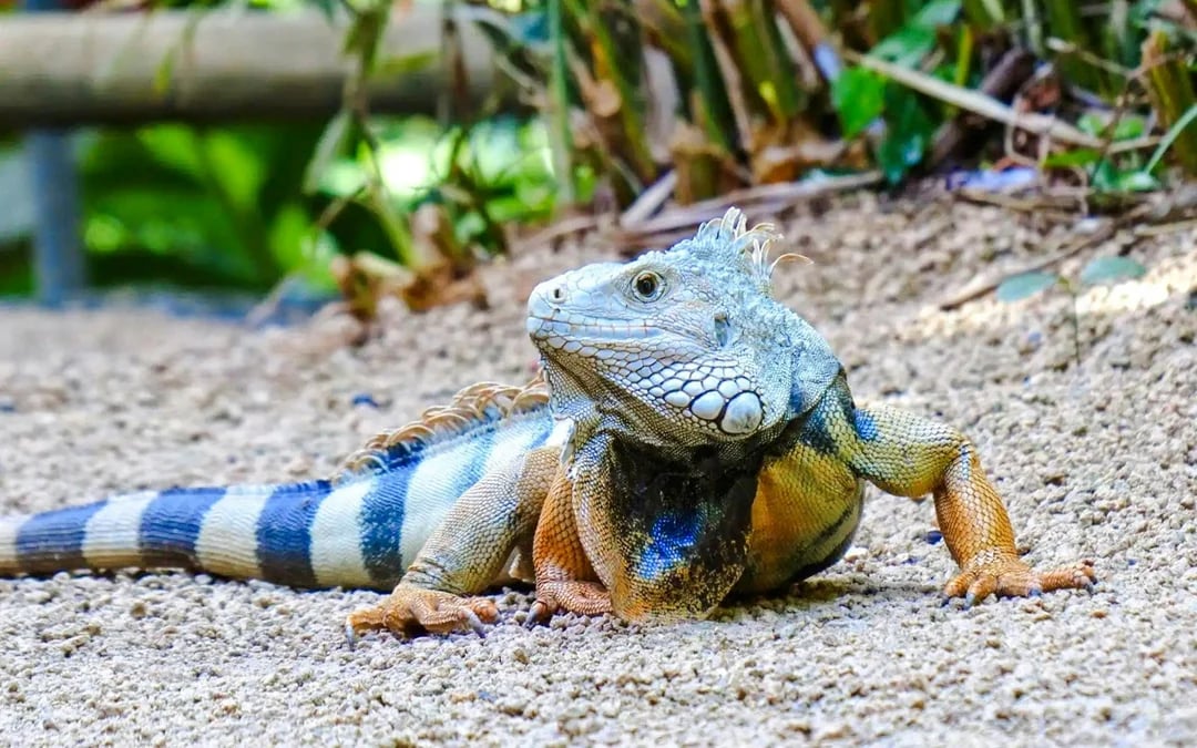 Private Southwest Tour with 7 Coloured Earth and Crocodile Park Image 12