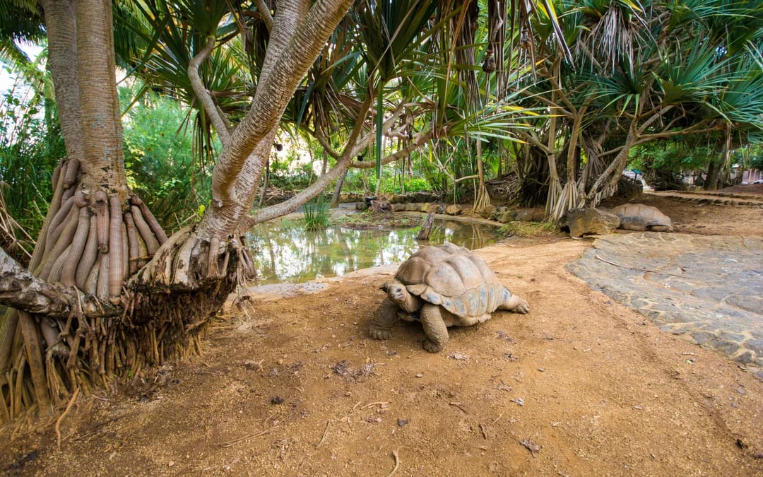 Private Southwest Tour with 7 Coloured Earth and Crocodile Park Image 9