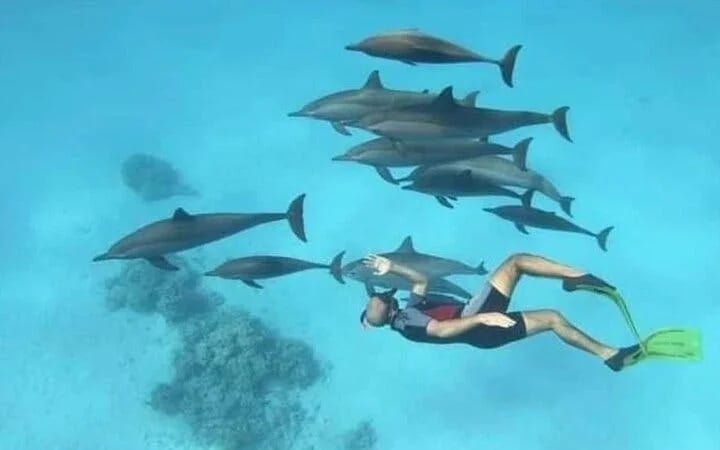 Private Speed Boat Snorkeling with Dolphins Trip - Hurghada Image 3