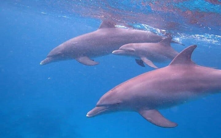 Private Speed Boat Snorkeling with Dolphins Trip - Hurghada Image 6