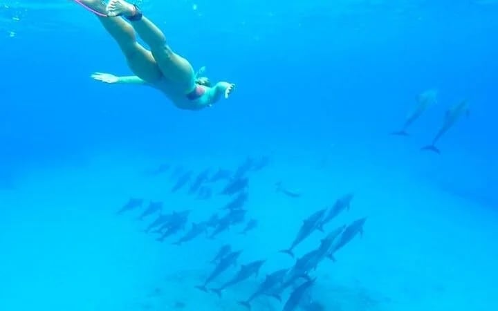 Private Speed Boat Snorkeling with Dolphins Trip - Hurghada Image 9