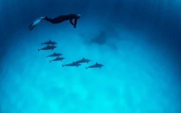 Private Speed Boat Snorkeling with Dolphins Trip - Hurghada Image 10