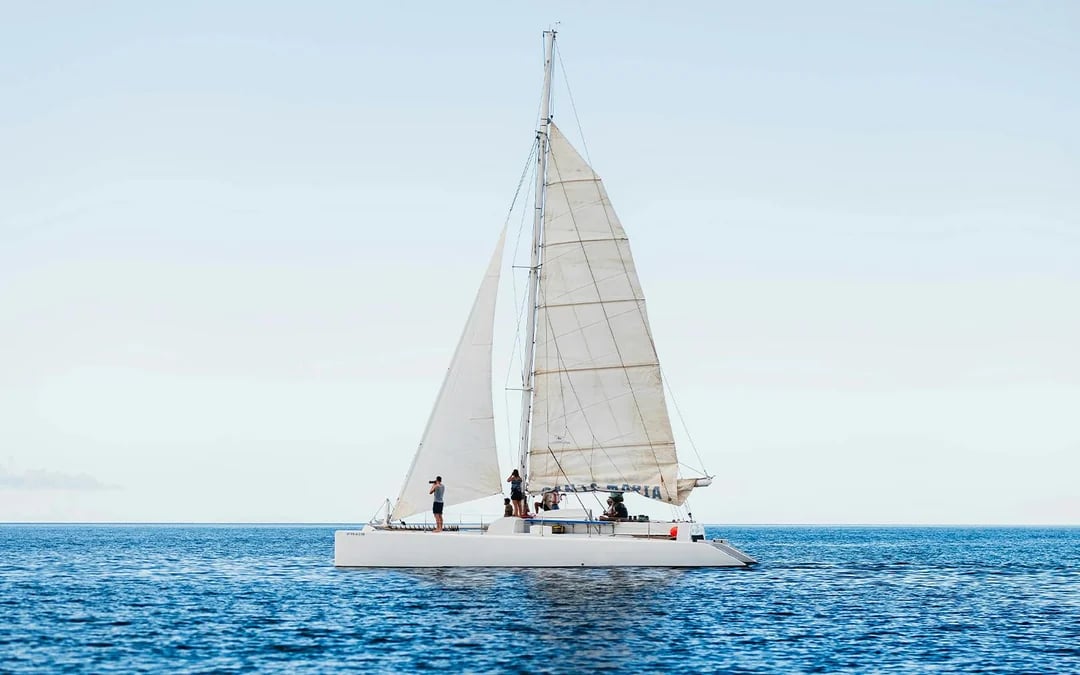 Private Whale & Dolphin Watching Cruise Image 1
