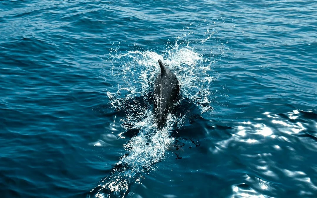 Private Whale & Dolphin Watching Cruise Image 2