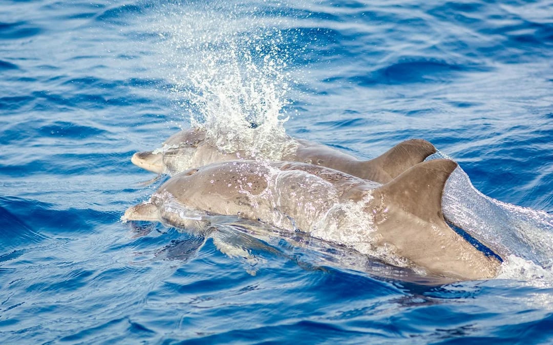 Private Whale & Dolphin Watching Cruise Image 3