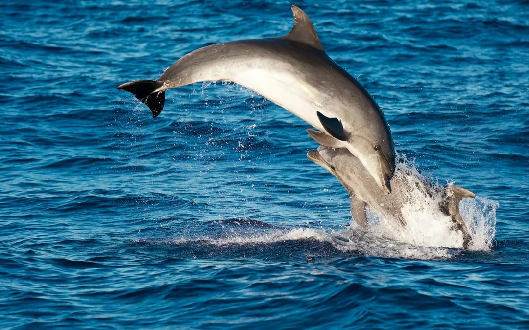 Private Whale & Dolphin Watching Cruise Image 6