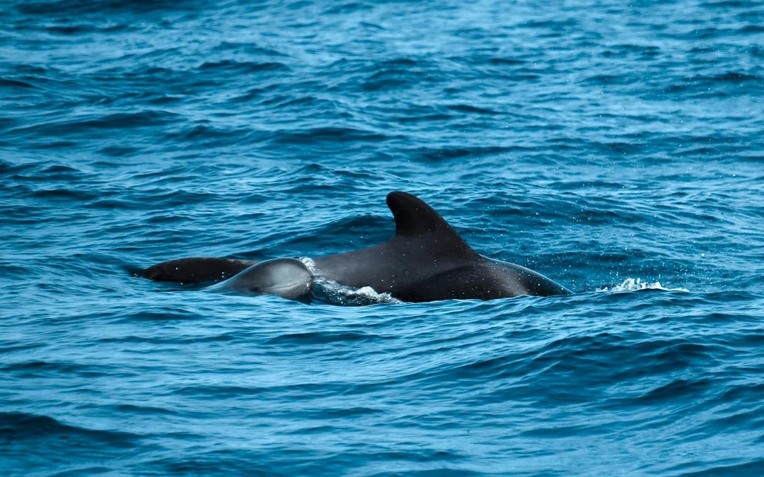 Private Whale & Dolphin Watching Cruise Image 7
