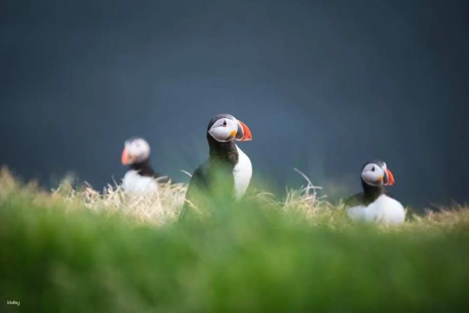 Puffin tour Iceland: Húsavík whale watching and puffins
