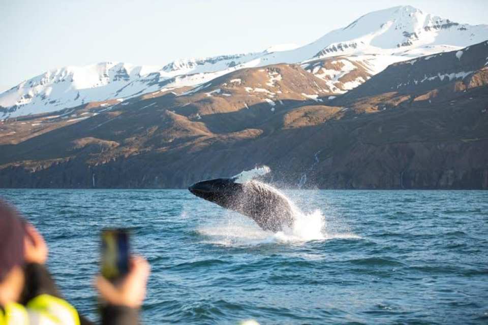 Puffin tour Iceland: Húsavík whale watching and puffins