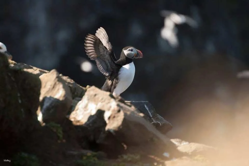 Puffin tour Iceland: Húsavík whale watching and puffins