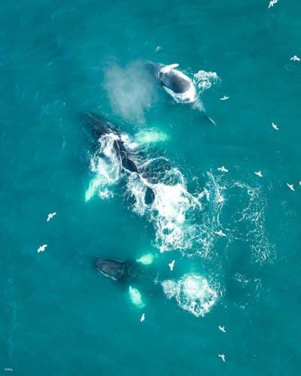 Puffin tour Iceland: Húsavík whale watching and puffins