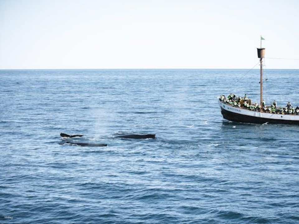 Puffin tour Iceland: Húsavík whale watching and puffins