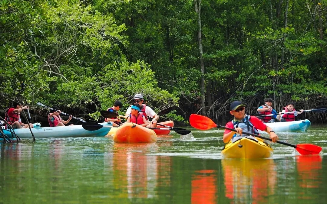 Pulau Ubin Mangrove Kayaking Adventure Image 3