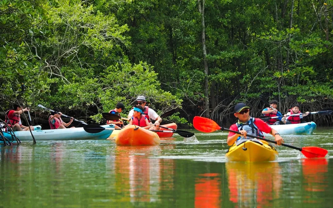 Pulau Ubin Mangrove Kayaking Adventure Image 3