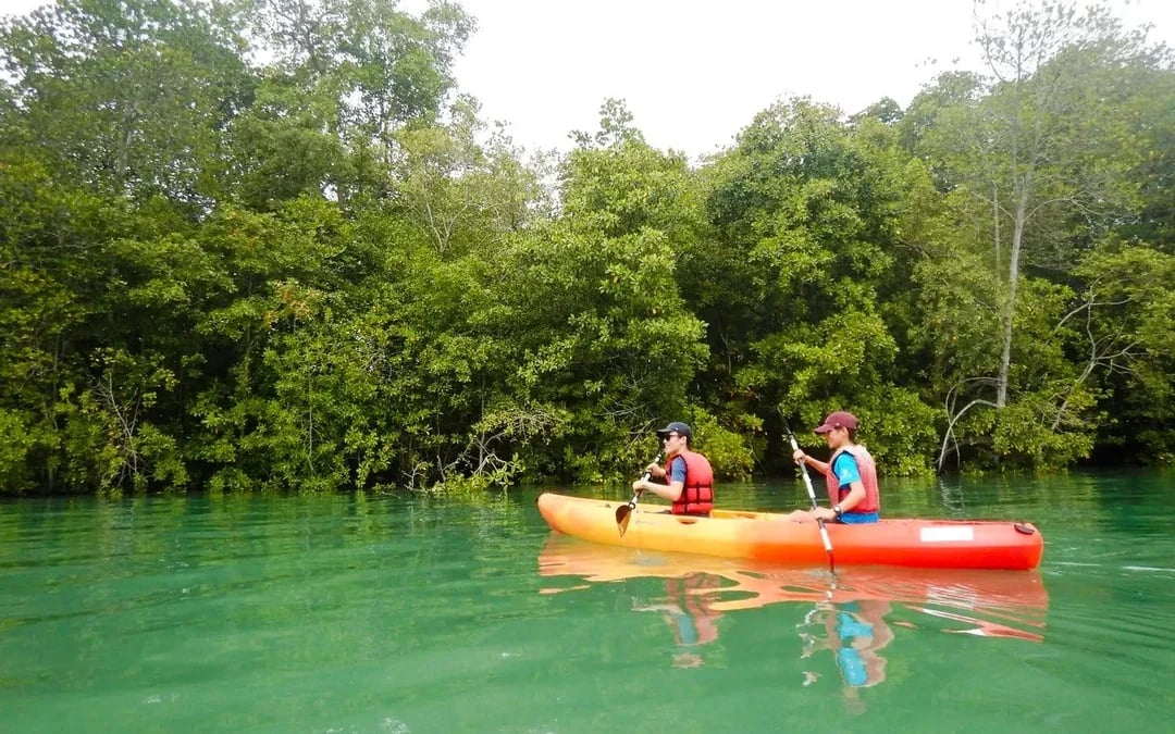 Pulau Ubin Mangrove Kayaking Adventure Image 4