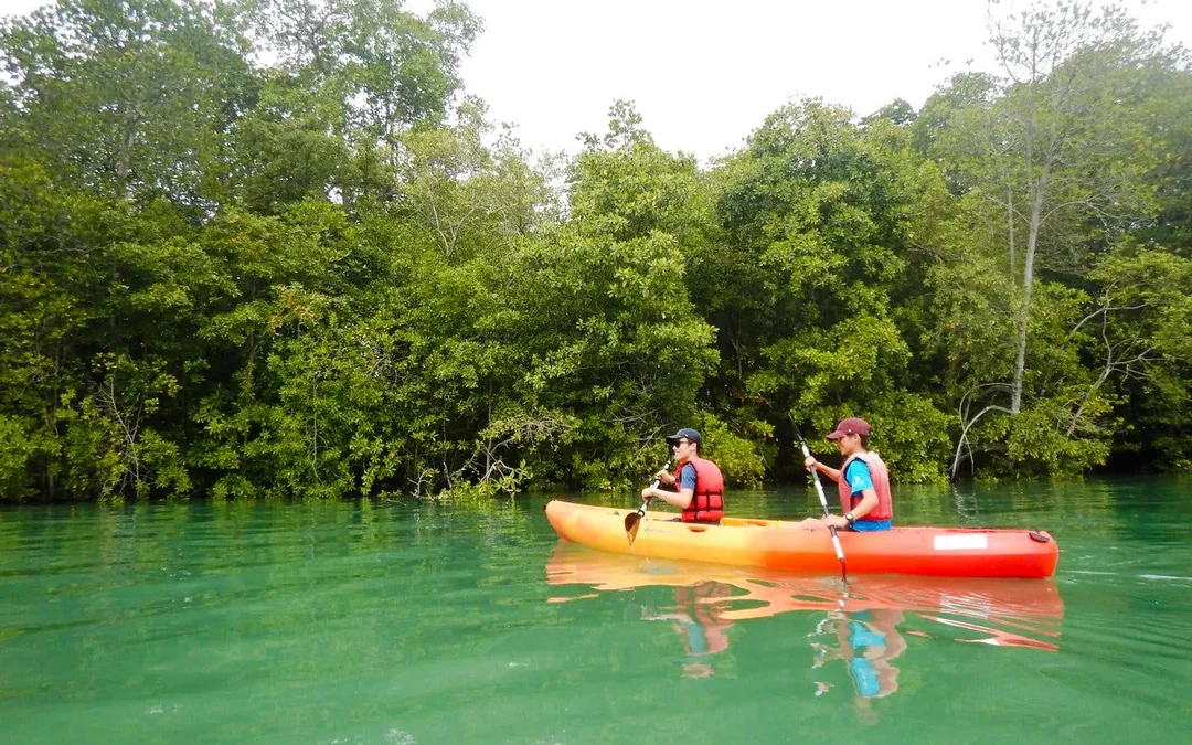 Pulau Ubin Mangrove Kayaking Adventure Image 4