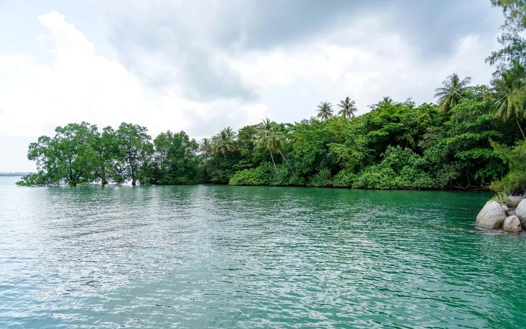 Pulau Ubin Mangrove Kayaking Adventure Image 7