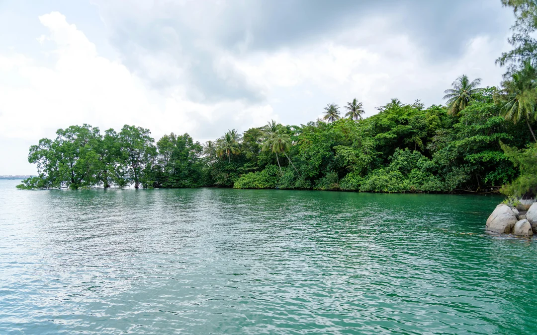 Pulau Ubin Mangrove Kayaking Adventure Image 7