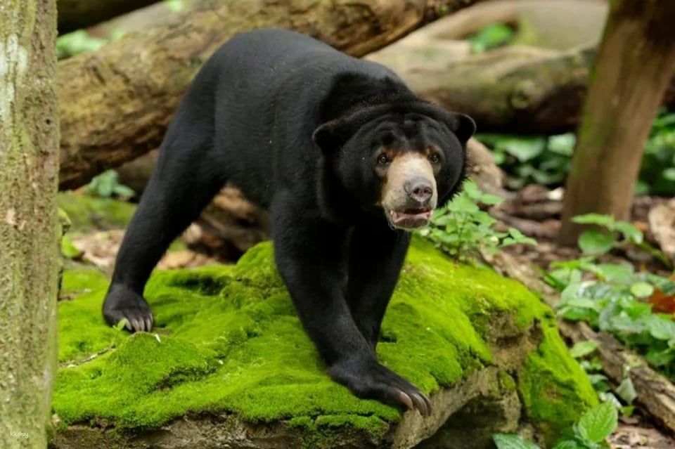 Rainforest Wild Adventure Tickets | Mandai Wildlife Reserve, Singapore