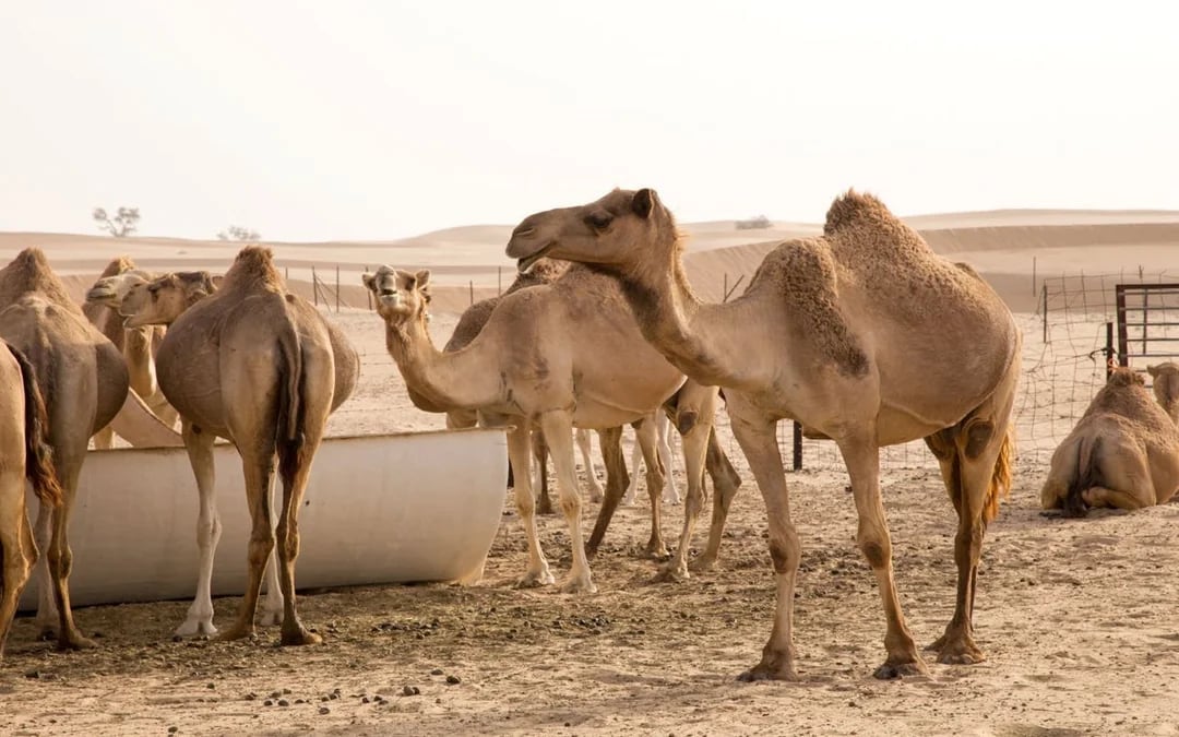 Ras Al Khaimah Desert Safari with Dune Bashing, Camel Ride, Sand Boarding, and Farm Visits Image 1